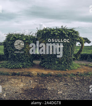 Jeju Island, Corea del Sud, settembre 05, 2019: grande ivy tazze tè con tè Osulloc logo del museo nella parte anteriore del tè verde palntations sulla giornata uggiosa Foto Stock