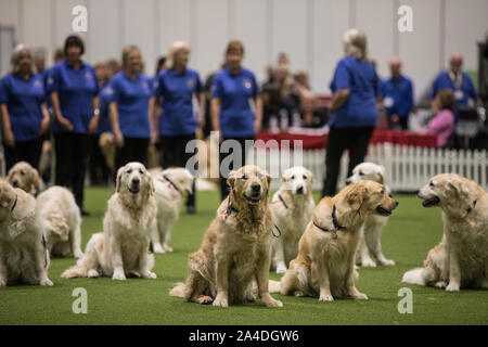 Il Kennel Club cani Discovery mostra a Excel di Londra, UK Immagine mostra Southern Golden Retriever Team di visualizzazione. Foto Stock