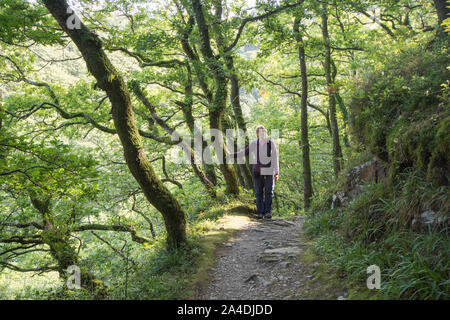 Donna che cammina sul percorso attraverso il rovere, Quercus petraea, Est Lyn fiume bosco a piedi, Lynmouth, Devon, Regno Unito, Settembre Foto Stock