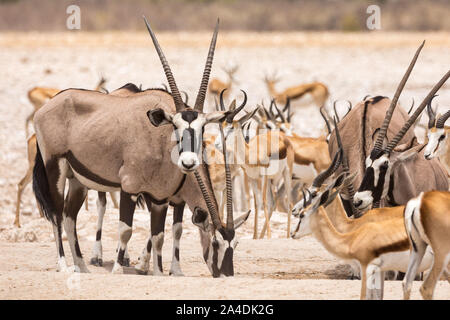 Oryx e springbok antilopi in piedi in un waterhole, Etosha, Namibia, Africa Foto Stock