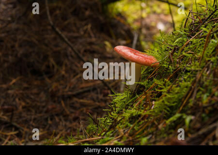 Russula emetica comunemente noto come sickener un fungo velenoso con un cappuccio rosso comune nei boschi di conifere e boschi misti Foto Stock