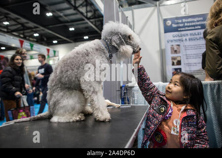 Il Kennel Club cani Discovery mostra a Excel di Londra, Regno Unito. La figura mostra un bambino accarezzare un Bedlington Terrier in una delle cabine di rilevamento. Foto Stock