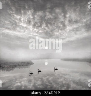 Tre cigni sul fiume di sunrise in monocromia Foto Stock