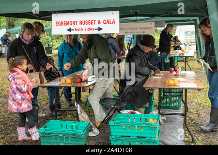 Blackmoor degustazione Apple Day, un evento annuale durante il mese di ottobre nel villaggio di Hampshire, Regno Unito Foto Stock