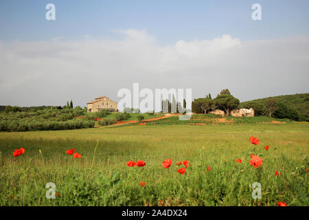 Fantastica vista di un fiore prato con la fioritura di Papavero e Ginestra nel mezzo di una zona collinare ampio paesaggio toscano Foto Stock