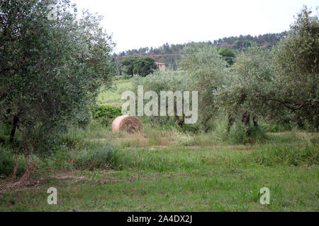 In mezzo la selvaggia campagna toscana - tra olivi e cipressi Foto Stock