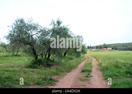 In mezzo la selvaggia campagna toscana - tra olivi e cipressi Foto Stock