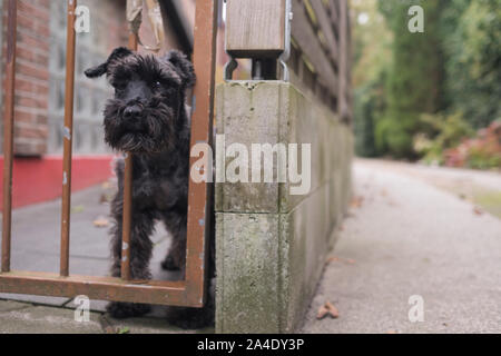 Carino piccolo cane nero dietro il recinto in attesa da solo per il suo proprietario Foto Stock