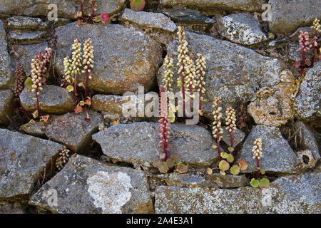 Ombelico di Venere, noto anche come parete Centella (Umbilicus rupestris) cresce in un secco muro di pietra, Martin's Haven, Dyfed Galles Foto Stock