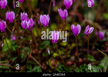 Fioritura autunnale ciclamino Foto Stock