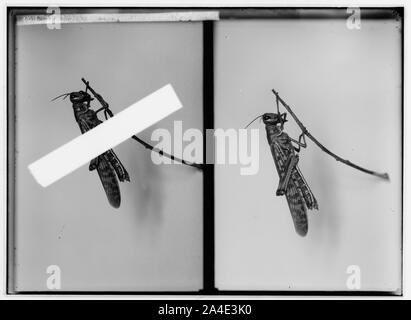 La terribile piaga di locuste in Palestina, marzo-giugno 1915. L imago Foto Stock