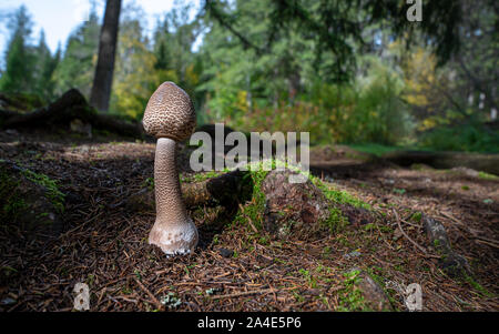 Giovani gigante parasol funghi nel bosco Foto Stock