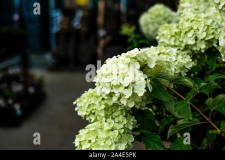 Hydrangea paniculata Limelight sul display e sulla vendita in un giardino centrale. Foto Stock