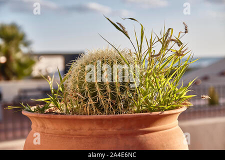 Cactus in vaso Foto Stock