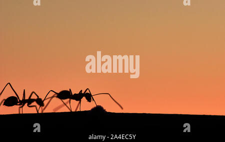 Silhouette di ant la pianta Foto Stock