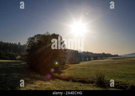 Sole di mattina sui prati, Waldviertel, Austria Foto Stock