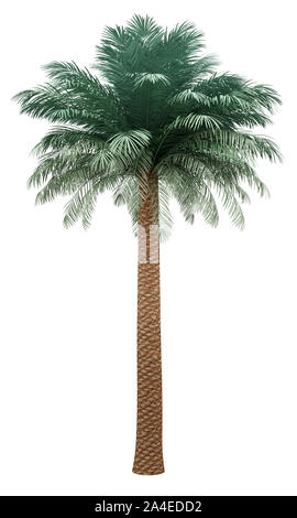 Data d'argento Palm tree isolati su sfondo bianco. 3d illustrazione Foto Stock