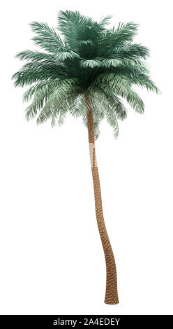 Data d'argento Palm tree isolati su sfondo bianco. 3d illustrazione Foto Stock