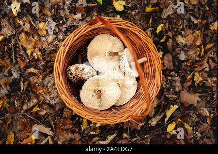 Cestello con ombrellone funghi in piedi sulla foresta autunnale terreno in caduta foglie. Foto Stock