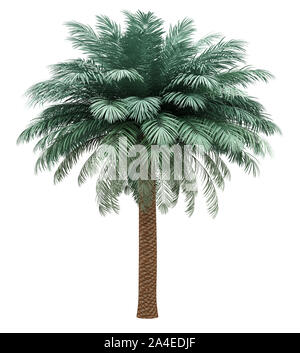 Data d'argento Palm tree isolati su sfondo bianco. 3d illustrazione Foto Stock