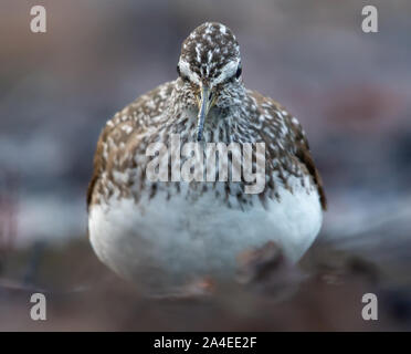 Verde arrabbiato Sandpiper mostra fuori il suo becco affilato da distanza ravvicinata mentre guardando verso la telecamera Foto Stock