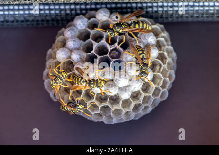 Vespe a lavorare per la costruzione e la manutenzione di nido di vespe. Nido di vespe con cellule sotto la finestra a tetto. Foto Stock