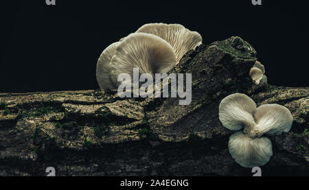 Close up bel mazzo di funghi nella struttura texture di sfondo. Foto Stock