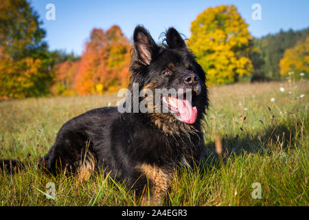 Il vecchio pastore tedesco cane sdraiato su un prato su una soleggiata giornata autunnale Foto Stock