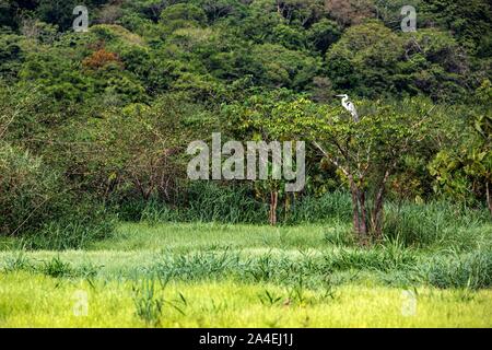 Airone COCOI, riserva naturale delle paludi di KAW, ROURA, Guiana francese, Dipartimento d'oltremare, SUD AMERICA, Francia Foto Stock