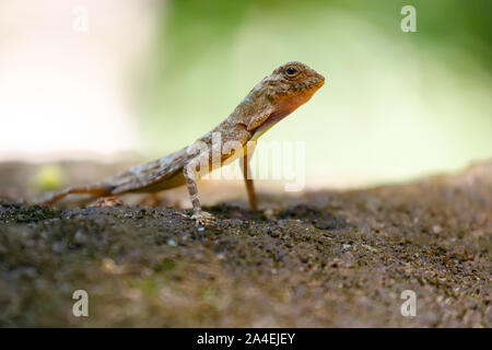 Tropical Flying Lizard in piedi su una pietra nella giungla, Thailandia Foto Stock