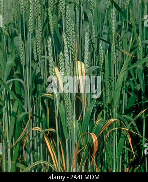 Foglia di frumento stripe (Cephalosporium gramineum) sulla bandiera foglie e foglie inferiori della coltivazione di grano in orecchio Foto Stock