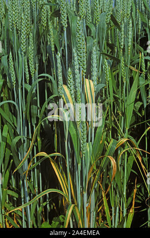 Foglia di frumento stripe (Cephalosporium gramineum) sulla bandiera foglie e foglie inferiori della coltivazione di grano in orecchio Foto Stock