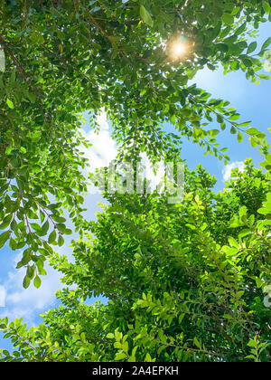 Foglie verdi sotto il sole Foto Stock