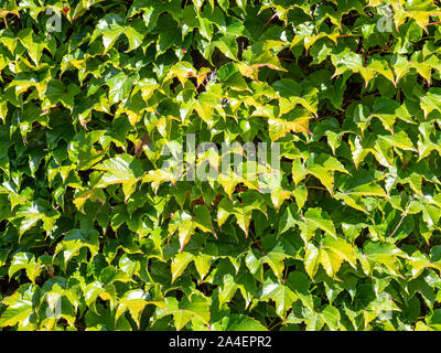 Abstract sfondo di lussureggianti e verdi foglie d'edera Foto Stock
