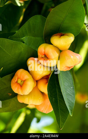 Gruppo di cera selvatici Jambu frutti su albero Foto Stock