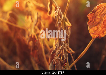 Mature baccelli di soia nel campo luminoso con la luce del tramonto da dietro Foto Stock