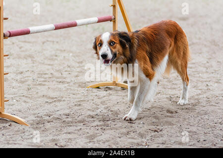 Cane di razza Border Collie passa accanto alle attrezzature sportive barriera in classi di agilità e guarda in direzione del proprietario Foto Stock