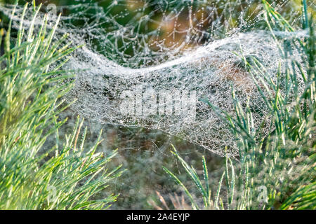 Gocce di Rugiada di mattina su oro sfocata spider web su rami di pino di sunrise con luce solare luce parassita Foto Stock