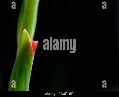 Butterfly Gladioli,fiore rosso Foto Stock