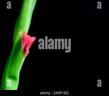 Butterfly Gladioli,fiore rosso Foto Stock