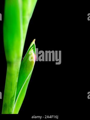 Butterfly Gladioli,fiore rosso Foto Stock