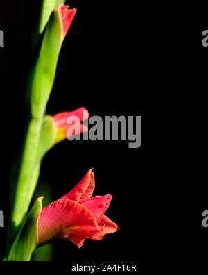 Butterfly Gladioli,fiore rosso Foto Stock