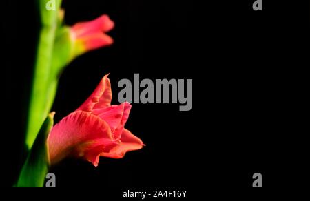 Butterfly Gladioli,fiore rosso Foto Stock