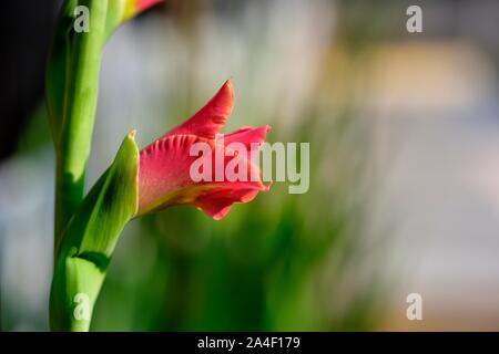 Butterfly Gladioli,fiore rosso Foto Stock