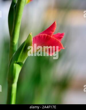 Butterfly Gladioli,fiore rosso Foto Stock