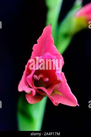 Butterfly Gladioli,fiore rosso Foto Stock