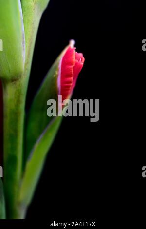 Butterfly Gladioli,fiore rosso Foto Stock