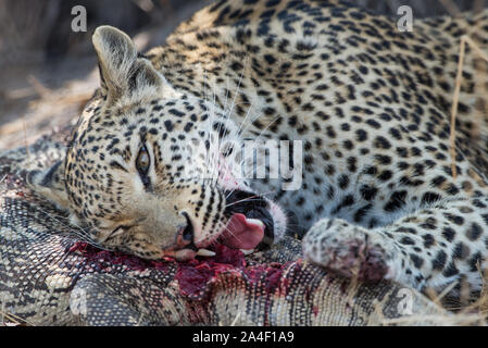 Leopard femmina (panthera pardus) con monitor lizard kill, che lei mangia viva nel Moremi National Park (Xini Laguna), Botswana Foto Stock