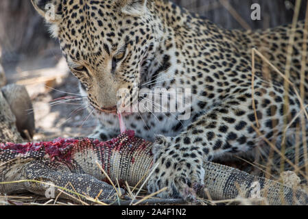 Leopard femmina (panthera pardus) con monitor lizard kill, che lei mangia viva nel Moremi National Park (Xini Laguna), Botswana Foto Stock