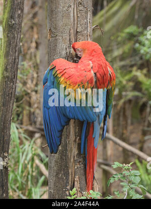 Scarlett macaw (Ara Macao), Ecuador Foto Stock